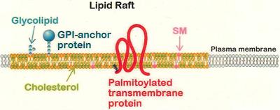 Neuronal Signaling Involved in Neuronal Polarization and Growth: Lipid Rafts and Phosphorylation